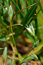 Chickweed_Upright_LP0267_56_Millbridge