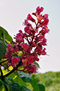 Horse-chestnut_Red_LP0271_27_Dry_Hill