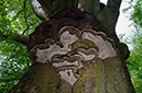 Ganoderma_applanatum_LP0270_10_Nower_Wood