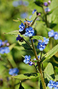 Alkanet_Green_LP0265_15_Shalford