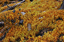 Bonfire-moss_LP0268_76_Hindhead