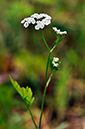 Hedge-parsley_Upright_LP0282_19_Merstham