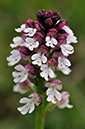 Orchid_Burnt_LP0272_20_Mount_Caburn