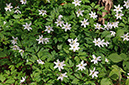 Anemone_Wood_LP0240_16_Staffhurst_Wood