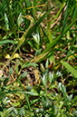 Chickweed_Upright_LP0267_54_Millbridge