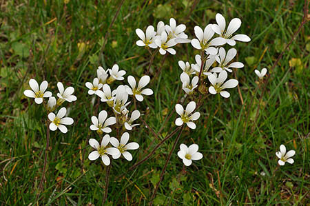 Saxifrage_Meadow_LP0269_25_Sanderstead