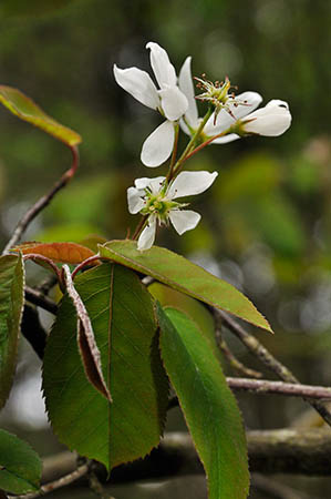 Juneberry_LP0268_03_Hindhead