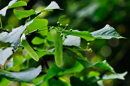 Lime_Small-leaved_LP0280_08_Norbury_Park