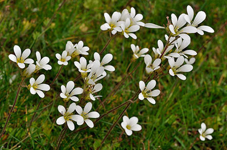 Saxifrage_Meadow_LP0269_31_Sanderstead