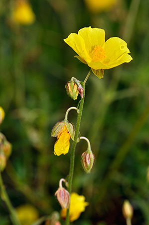 Rock-rose_LP0274_40_Riddlesdown