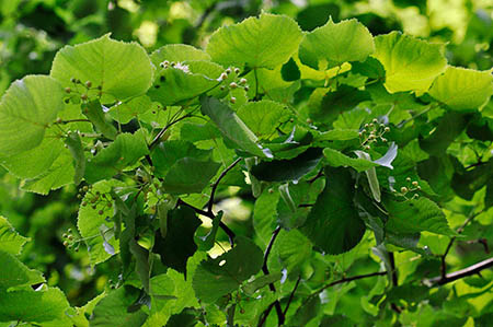 Lime_Small-leaved_LP0280_04_Norbury_Park