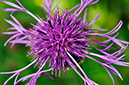 Knapweed_Greater_LP0274_85_Riddlesdown