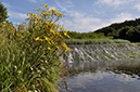 Ragwort_Marsh_LP0276_35_Lopwell_Dam