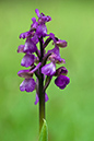 Orchid_Green-winged_LP0205_09_Walliswood