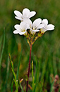 Saxifrage_Meadow_LP0269_10_Sanderstead