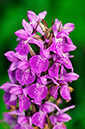 Marsh-orchid_Southern_LP0276_96_Lopwell_Dam