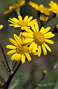 Ragwort_Marsh_LP0276_25_Lopwell_Dam