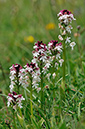 Orchid_Burnt_LP0272_14_Mount_Caburn