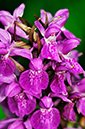 Marsh-orchid_Southern_LP0276_99_Lopwell_Dam