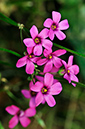 Pink-sorrel_LP0278_114_Wembury