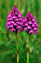 Orchids_Pyramidal__LP0274_112_Riddlesdown