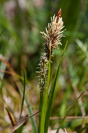 Spring-sedge_LP0267_42_Millbridge