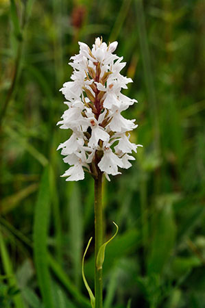 Spotted-orchid_Common_LP0273_02_Kenley