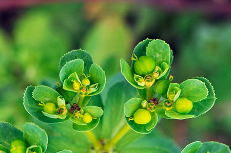 Spurge_Sun_LP0284_41_Great_Bookham
