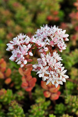 Stonecrop_English_LP0278_09_Wembury