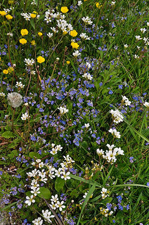 Saxifrage_Meadow_LP0269_40_Sanderstead