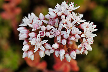 Stonecrop_English_LP0278_07_Wembury