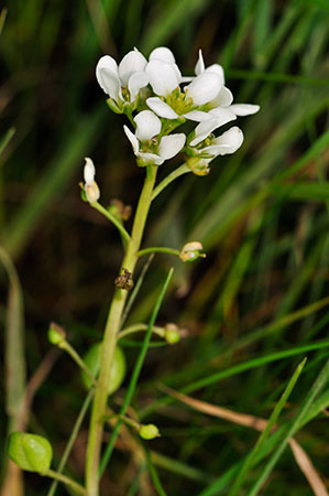 Scurvygrass_English_LP0276_20_Lopwell_Dam