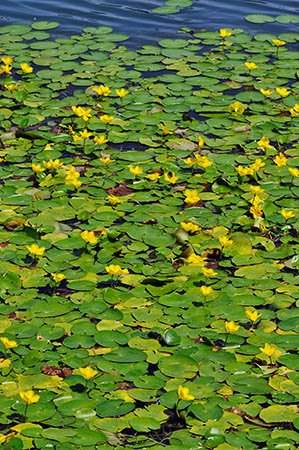 Water-lily_Fringed_LP0282_31_Merstham