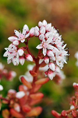 Stonecrop_English_LP0278_02_Wembury