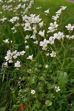 Saxifrage_Meadow_LP0269_43_Sanderstead