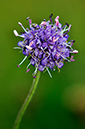 Scabious_Devils-bit_LP0258_53_Dockenfield