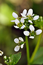 Scurvygrass_English_LP0276_17_Lopwell_Dam