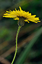 Sow-thistle_Perennial_LP0258_83_Dockenfield