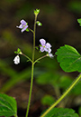 Speedwell_Wood_LP0270_33_Nower_Wood