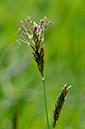 Vernal-grass_Sweet_LP0267_33_Millbridge