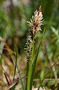 Spring-sedge_LP0267_42_Millbridge