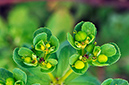 Spurge_Sun_LP0284_41_Great_Bookham