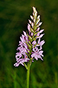 Spotted-orchid_Common_LP0274_18_Riddlesdown