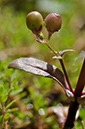 Water-speedwell_Pink_LP0283_18_Merstham