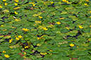 Water-lily_Fringed_LP0282_48_Merstham