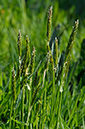Vernal-grass_Sweet_LP0267_28_Millbridge