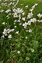 Saxifrage_Meadow_LP0269_43_Sanderstead