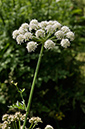 Water-dropwort_Hemlock_LP0276_59_Lopwell_Dam