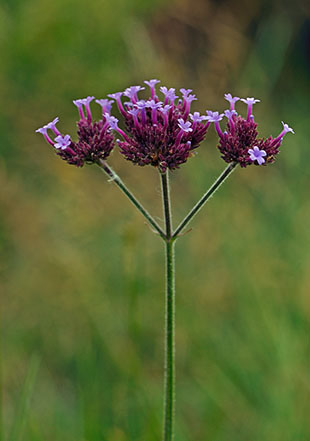 Vervain_Argentinian_LP0288_17_Croydon_Wandle