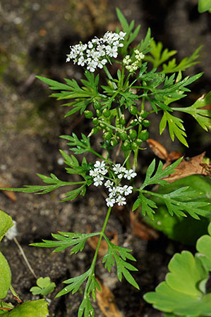 Parsley_Fools_LP0284_68_Great_Bookham